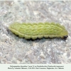 polyommatus thersites larva4 daghestan3